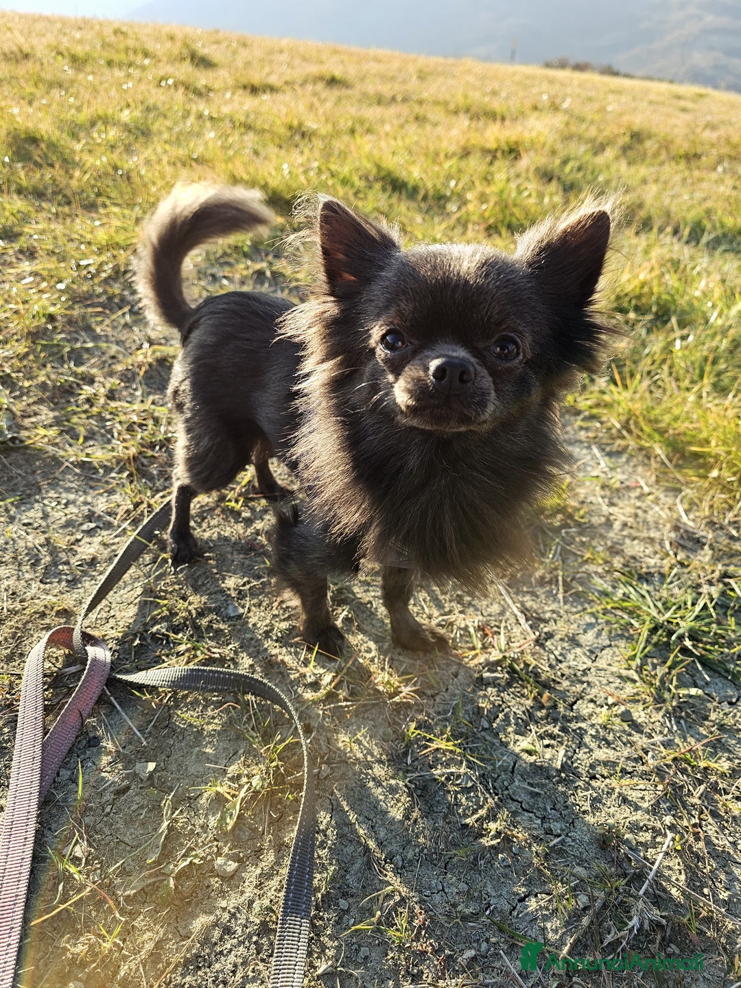 Chihuahua cani in vendita: Chihuahua maschio - Annuncio 3