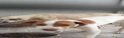 Beagle cani in regalo: Thor, Beagle cucciolo in canile - Annuncio 3