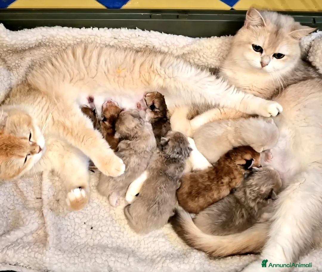 British gatti in vendita: British Shorthair Lilac 4 anni - Annuncio 2
