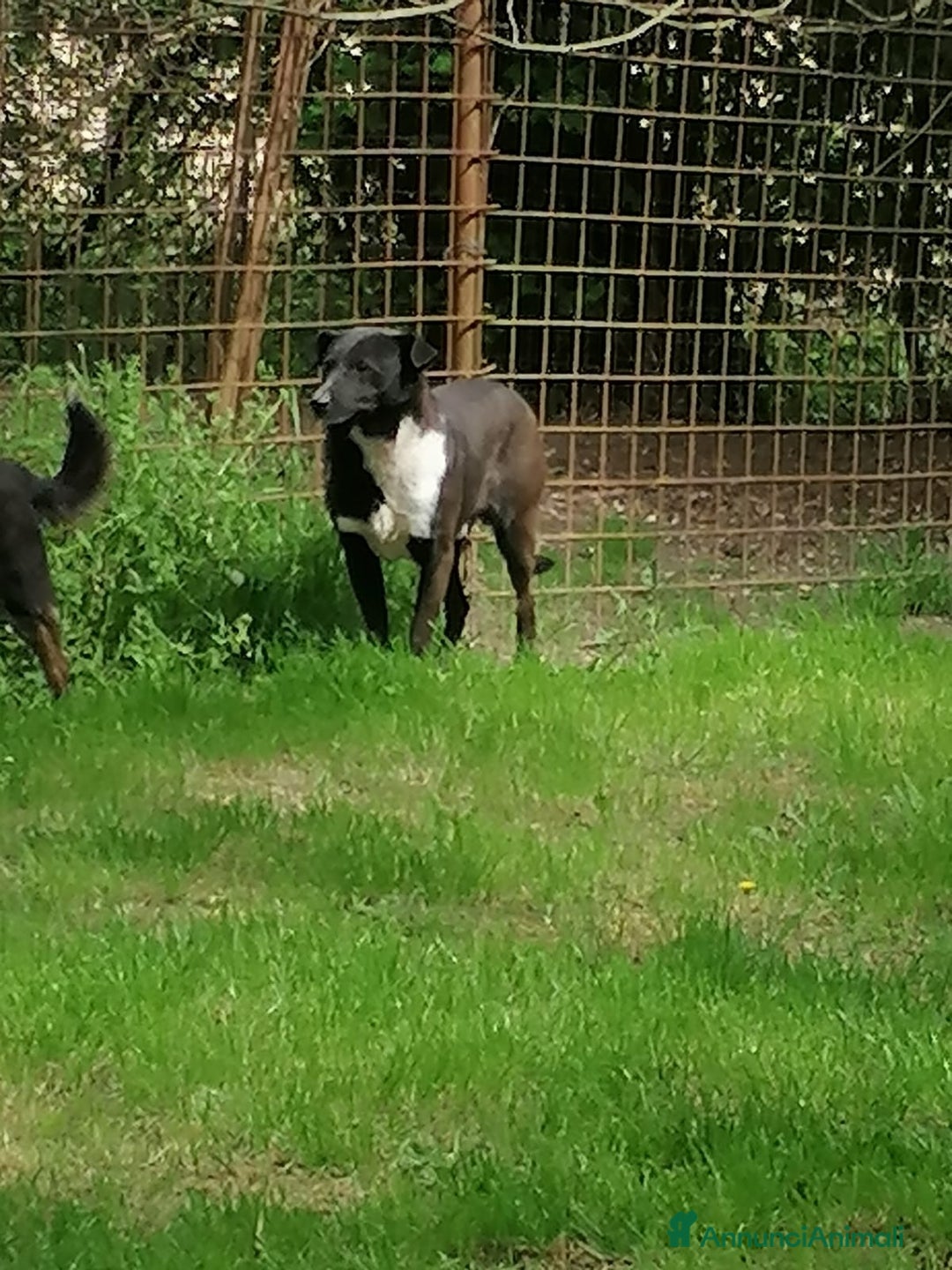 Labrador cani in regalo: Coby Labrador Mix a Provincia di Rovigo - Annuncio 7