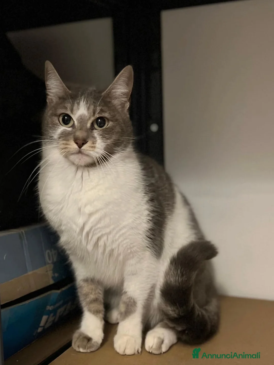 Europeo gatti in regalo: BOLLA dolce micina 1 anno cerca casa in adozione - Annuncio 5