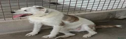 Meticcio cani in regalo: Giannino - Annuncio 2