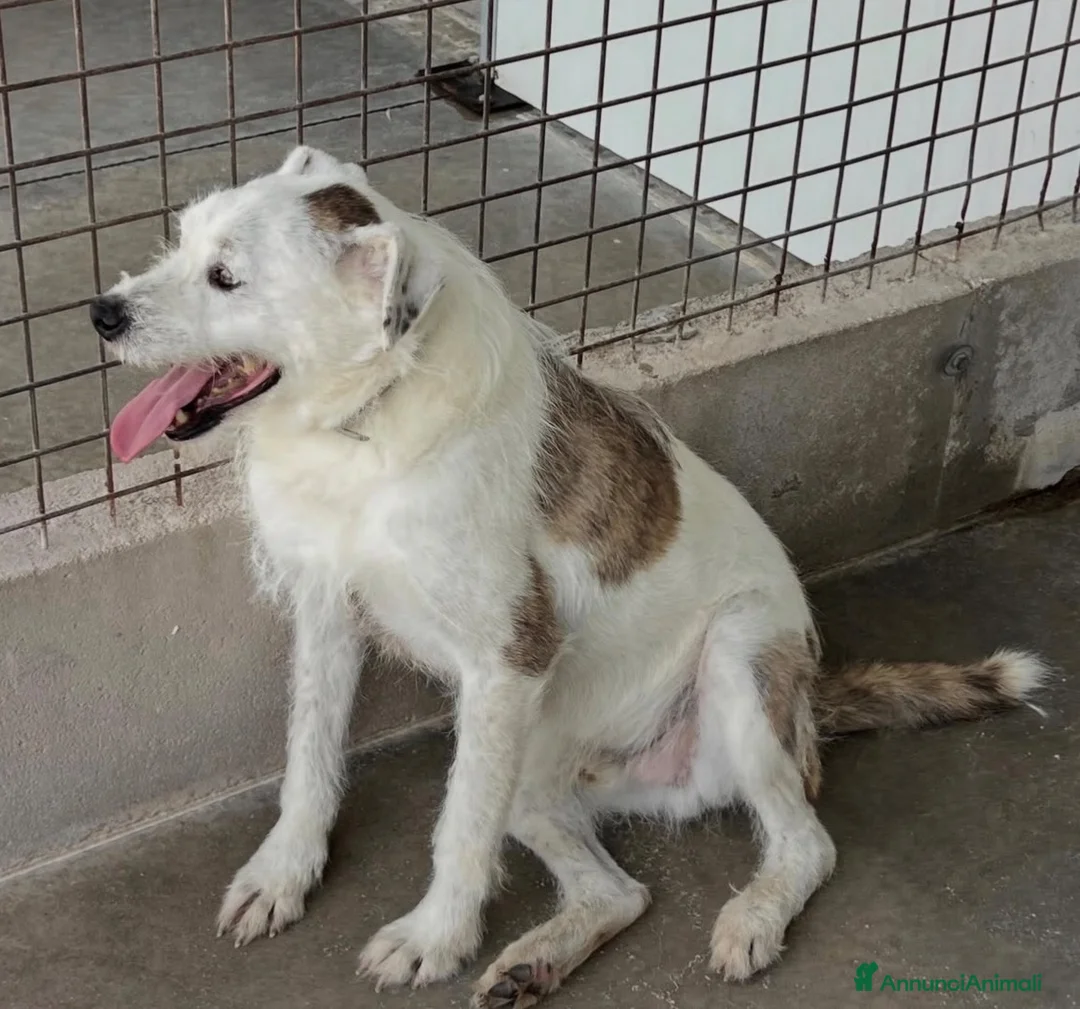 Meticcio cani in regalo: Giannino - Annuncio 2