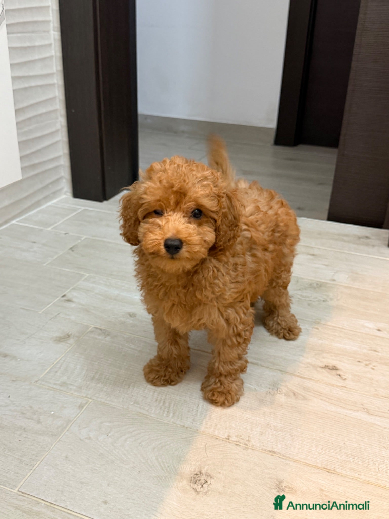 Barboncino Toy cani Cucciolo di Barboncino Toy - Annuncio 1