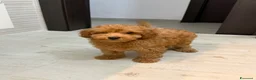 Barboncino Toy cani in vendita: Cucciolo di Barboncino Toy - Annuncio 1