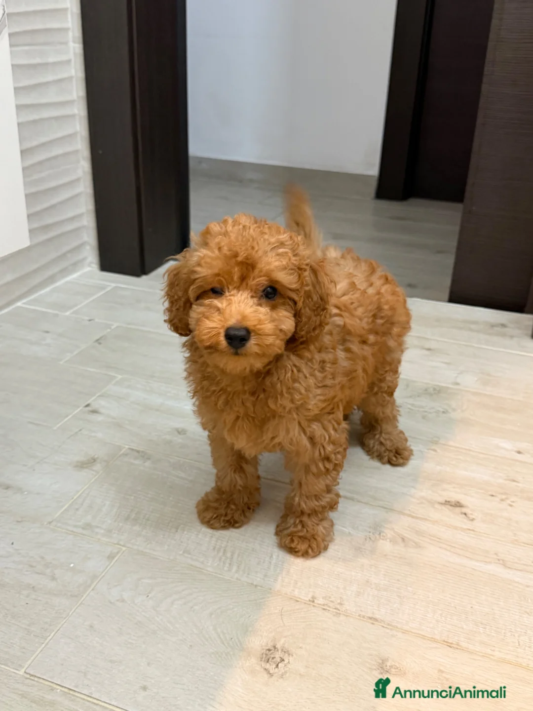 Barboncino Toy cani in vendita: Cucciolo di Barboncino Toy - Annuncio 1
