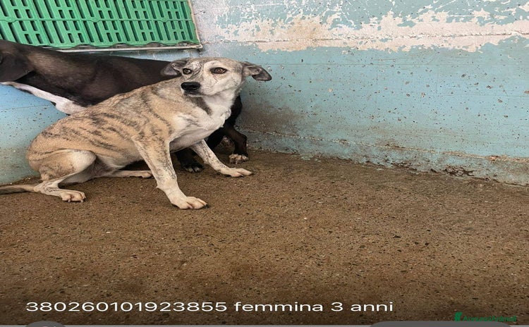 Meticcio cani Alyssa - Annuncio 3