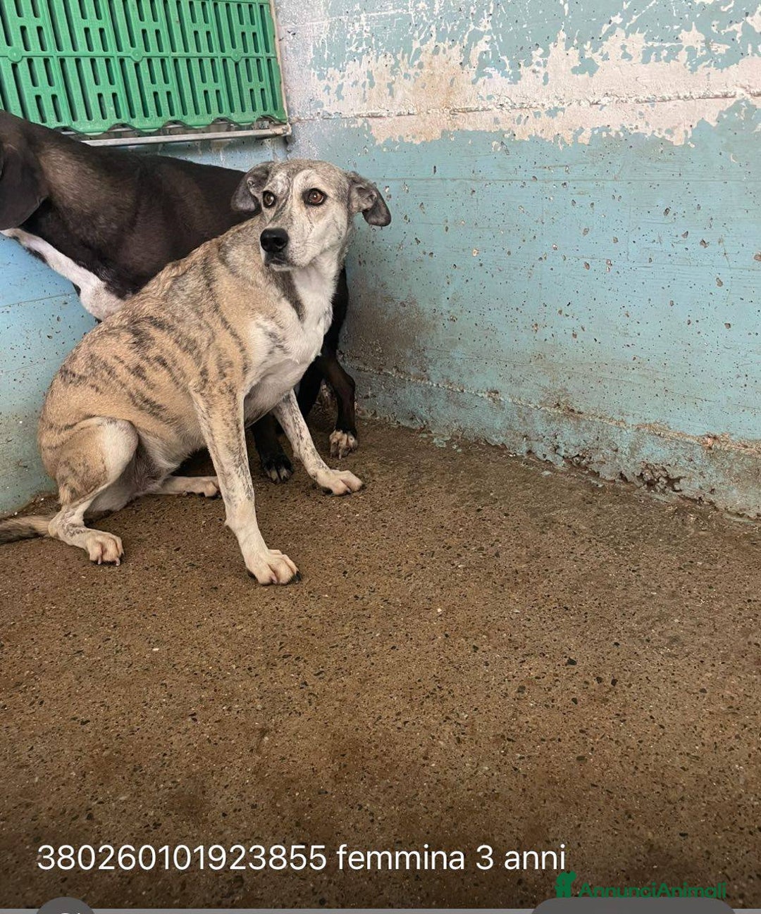 Meticcio cani in regalo: Alyssa - Annuncio 1