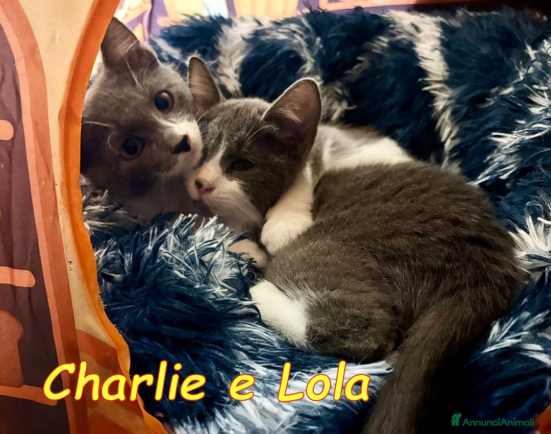 Europeo gatti in regalo: CHARLIE E LOLA SIMILCERTOSINI STUPENDI  - Annuncio 1