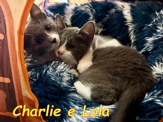 Europeo gatti CHARLIE E LOLA SIMILCERTOSINI STUPENDI - Annuncio 41