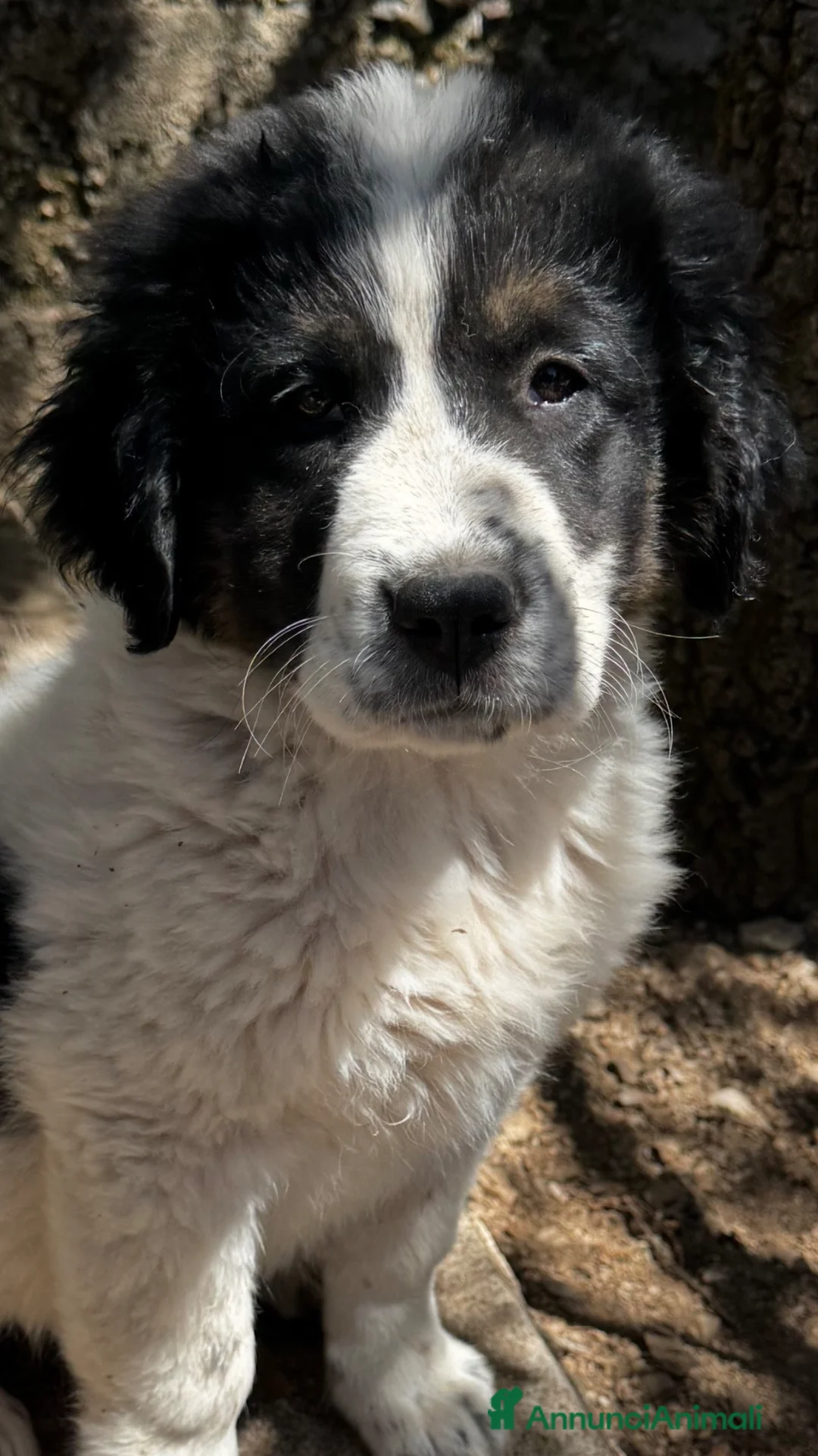 Meticcio cani in regalo: Nebbia cucciolo taglia gigante socievole a Città metropolitana di Milano - Annuncio 1