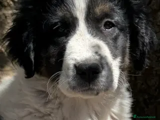Meticcio cani Nebbia cucciolo taglia gigante socievole - Annuncio 41