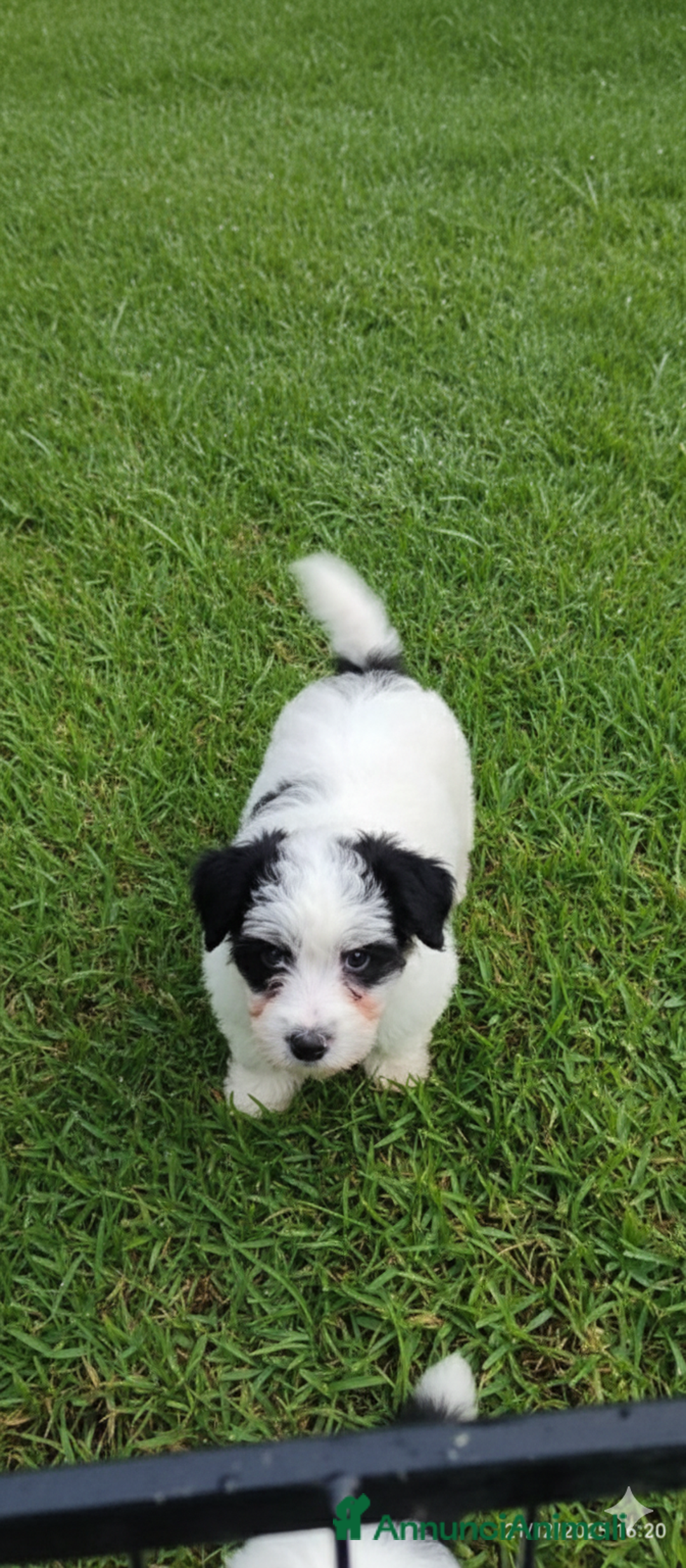 Jack Russell cani in vendita: Jack Russell  - Annuncio 5