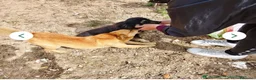 Meticcio cani in regalo: Luigi dolcissimo cagnolino taglia piccola a Città metropolitana di Milano - Annuncio 3