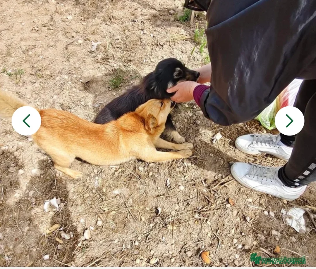 Meticcio cani in regalo: Luigi dolcissimo cagnolino taglia piccola a Città metropolitana di Milano - Annuncio 3