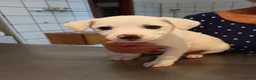 Meticcio cani in regalo: CUCCIOLI CERCANO CASA  - Annuncio 8