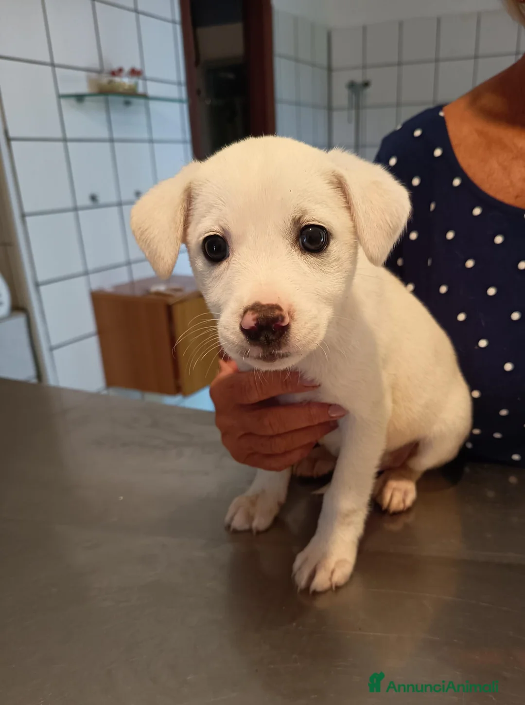 Meticcio cani in regalo: CUCCIOLI CERCANO CASA  - Annuncio 8