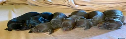 Bassotto Nano cani in vendita: Bassotto tedesco nano pelo corto choco e neri - Annuncio 8