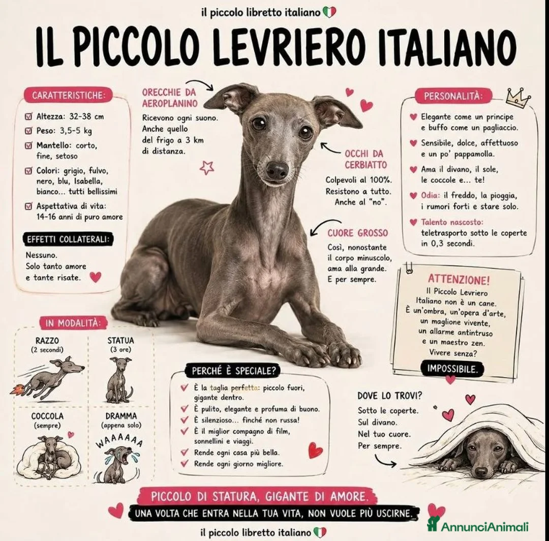 Immagine della galleria {{count}}