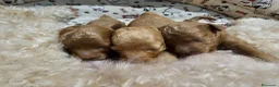 Barboncino Toy cani in vendita: Barboncini toy red disponibili - Annuncio 12
