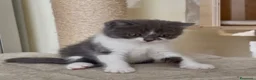 Scottish gatti in vendita: Scottish fold e straight  - Annuncio 34