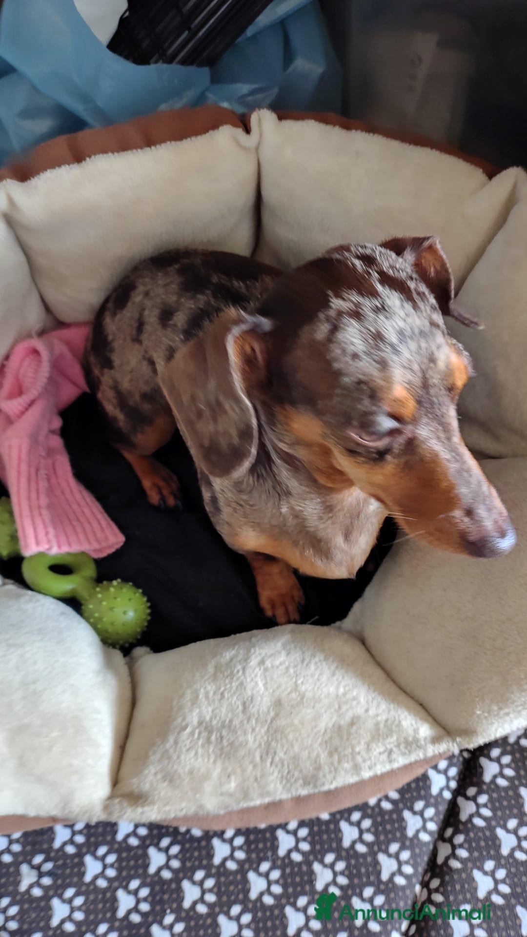 Bassotto cani in vendita: Cuccioli di bassotto  - Annuncio 1