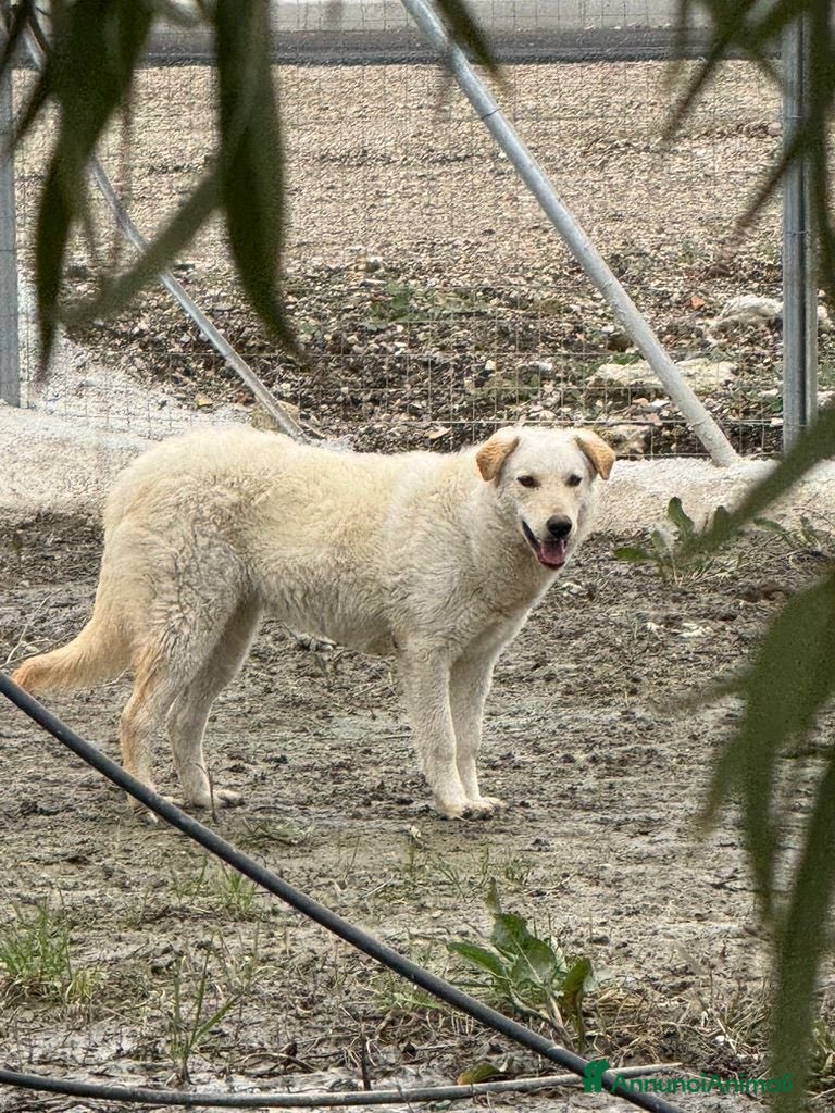 Meticcio cani Micky: 1 anno, socievole ed equilibrata  - Annuncio 39