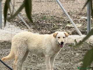 Meticcio cani Micky: 1 anno, socievole ed equilibrata - Annuncio 39