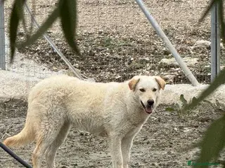 Meticcio cani Micky: 1 anno, socievole ed equilibrata - Annuncio 26