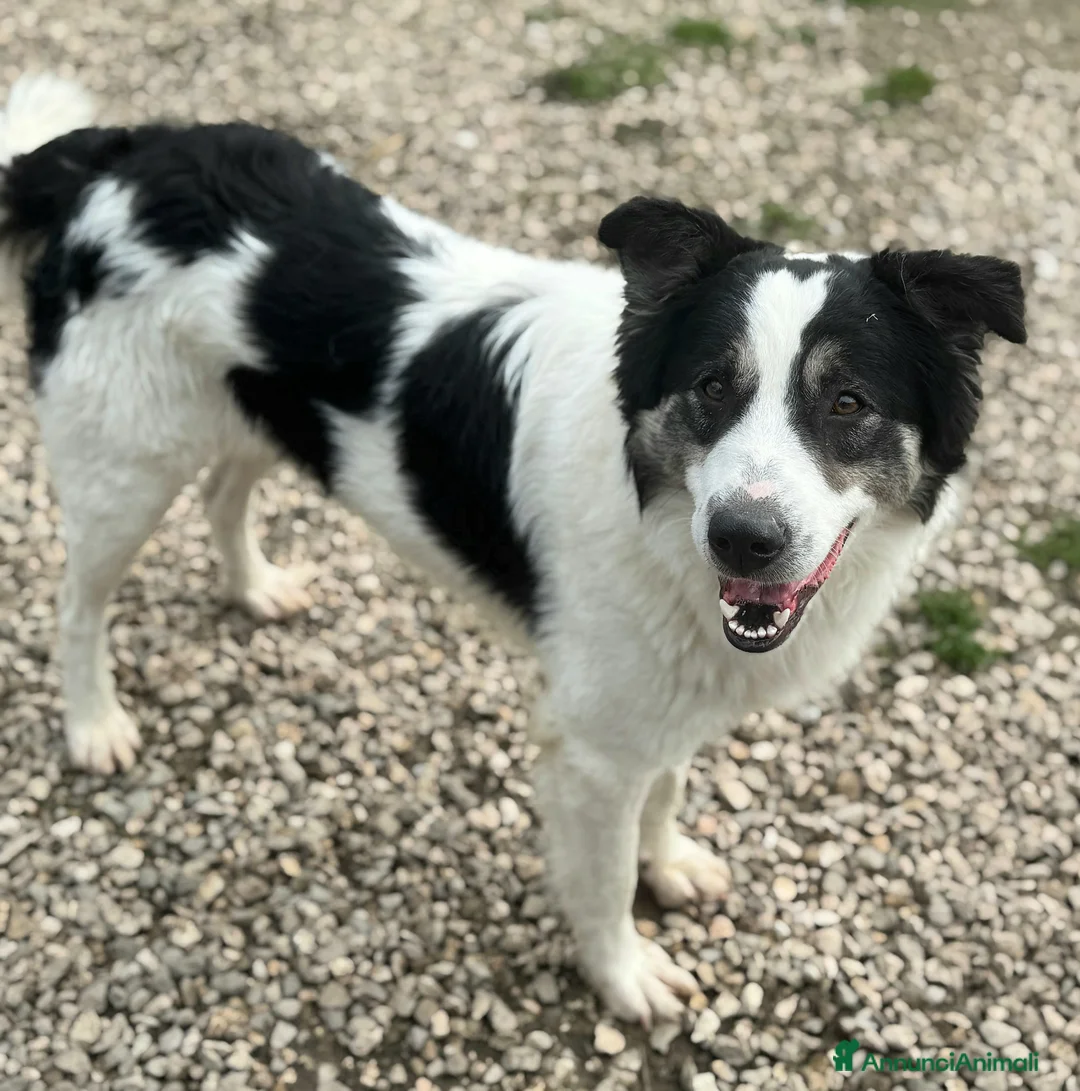 Meticcio cani in regalo: Aurelio 1 anno taglia media  - Annuncio 2