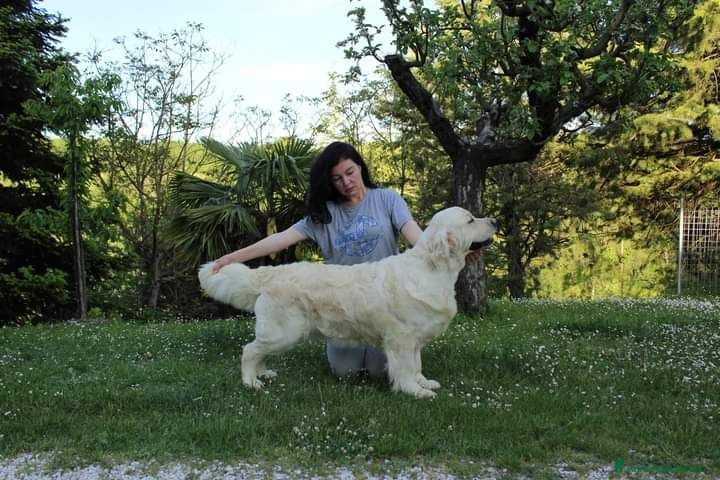 Golden Retriever cani Cuccioli di Golden retriever disponibili  - Annuncio 4