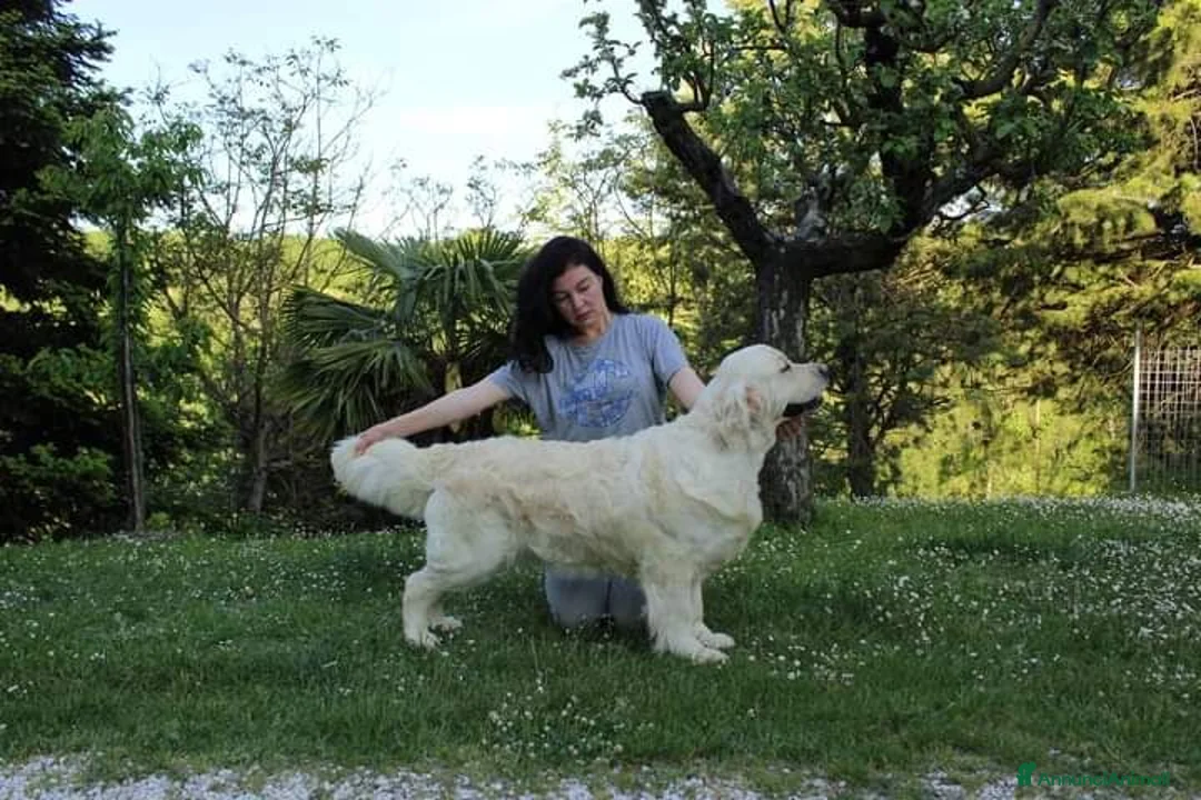 Golden Retriever cani in vendita: Cuccioli di Golden retriever disponibili  - Annuncio 1
