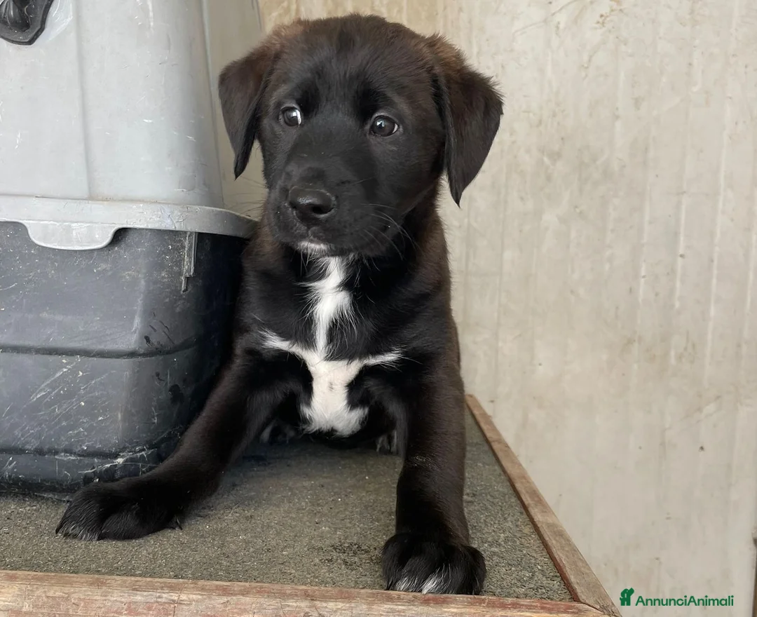 Labrador cani in regalo: IL FANTASTICO MAX ASPETTA TE - Annuncio 8