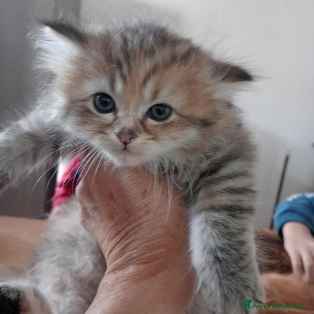 Persiano gatti in vendita: Gattini persiani normotipo  - Annuncio 25