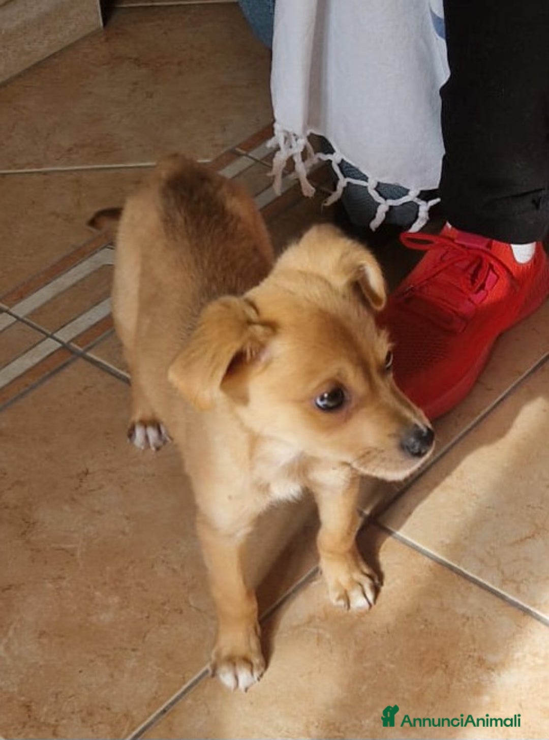 Meticcio cani in regalo: PEDRO E PIA - Annuncio 5