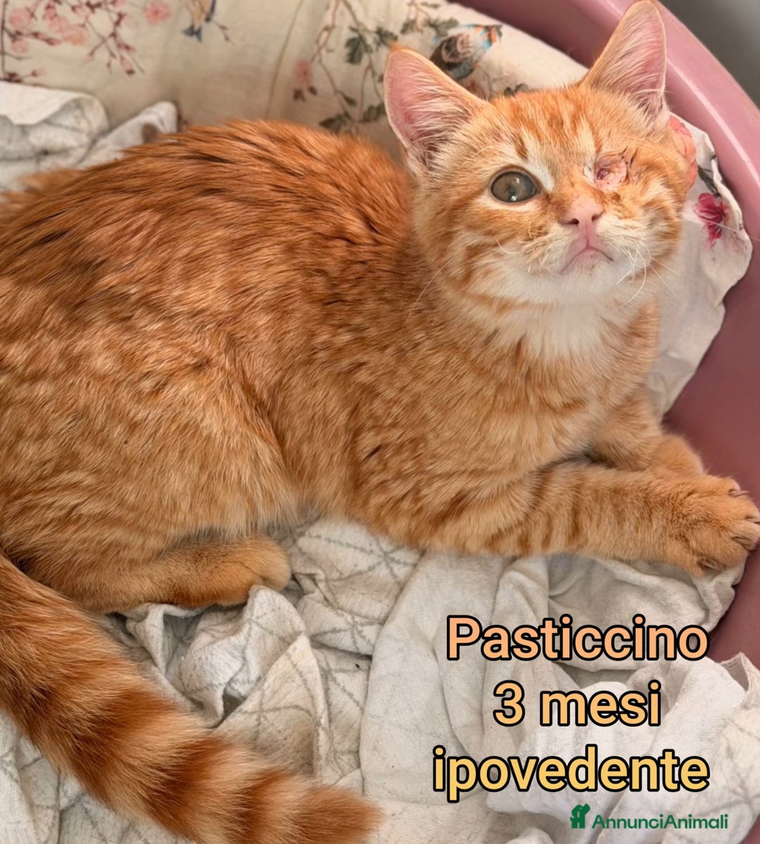 Europeo gatti in regalo: MICINI: TEMPO SCADUTO!! - Annuncio 8