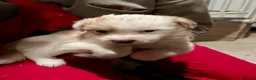 Australian Shepherd cani in vendita: Cucciolo pastore australiano  - Annuncio 6