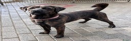 Affenpinscher cani in regalo: TIGRILLA CANE CORSO - Annuncio 4