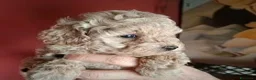 Barboncino Toy cani in vendita: Cuccioli barboncino - Annuncio 3