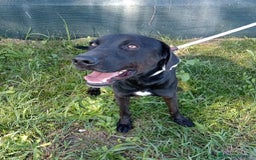 Labrador cani in regalo: Trump, simil labrador strepitoso nero a Provincia di Latina - Immagine 3
