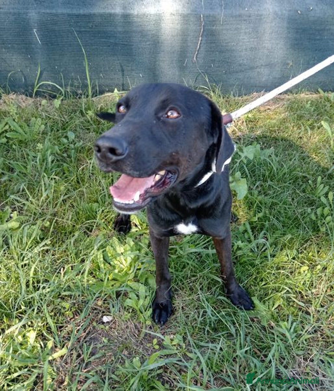 Labrador cani in regalo: Trump, simil labrador strepitoso nero a Provincia di Latina - Immagine 3