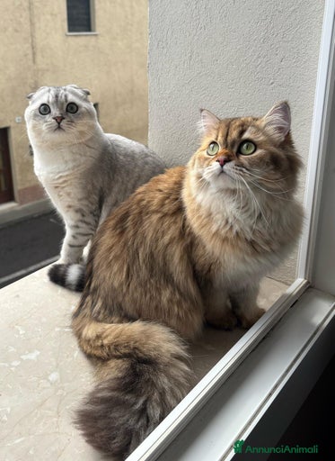 Immagine della galleria {{count}}