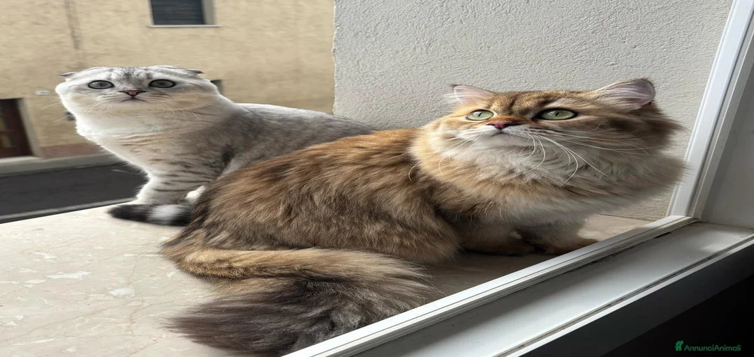 Immagine della galleria {{count}}