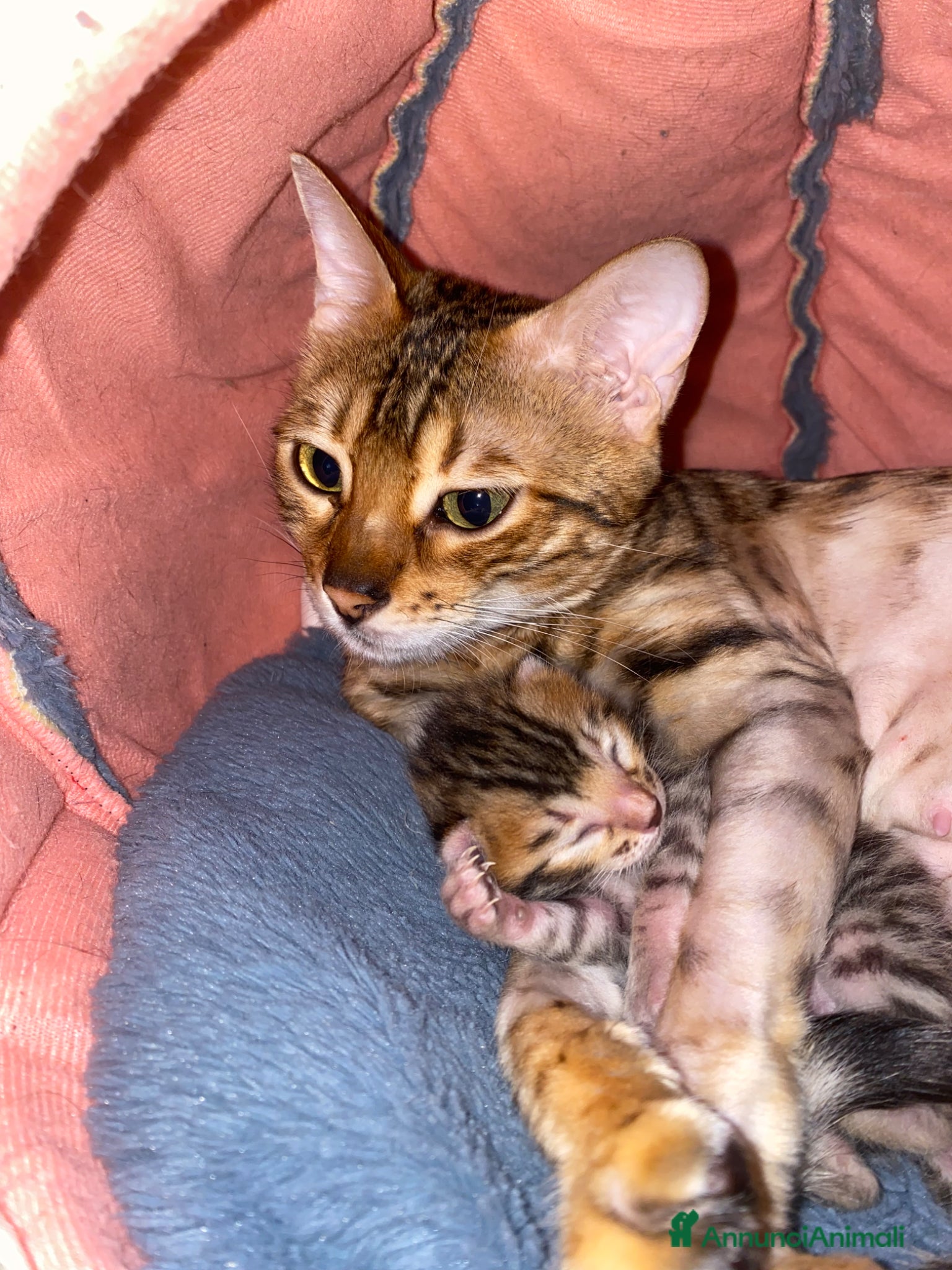 Bengala gatti in vendita: Bengala - Annuncio 5