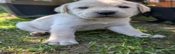 Labrador cani in vendita: Ultimo maschietto giallo di labrador retriever  a Provincia di Novara - Annuncio 5