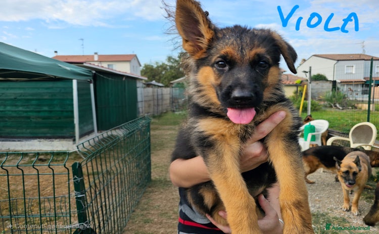 Pastore Tedesco cani a Provincia di Ferrara - Annuncio 2
