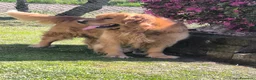 Golden Retriever cani in vendita: Cucciolo maschio Golden retriever pedigree  - Annuncio 20