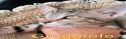 Europeo gatti in regalo: GIUGGIOLO E CARAMELLA - Annuncio 5