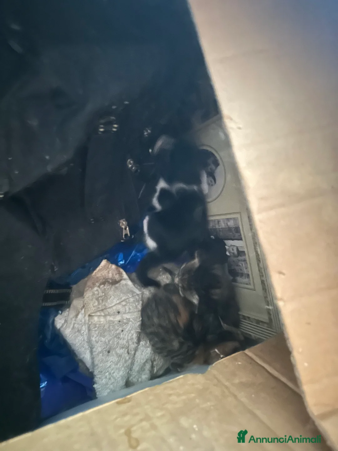 Altre razze gatti in regalo: Cuccioli bellissimi - Annuncio 4