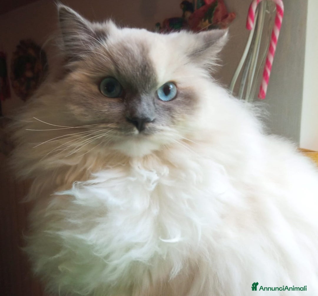 Ragdoll gatti per accoppiamento: Cerco disperatamente compagno per micina Ragdoll - Annuncio 1